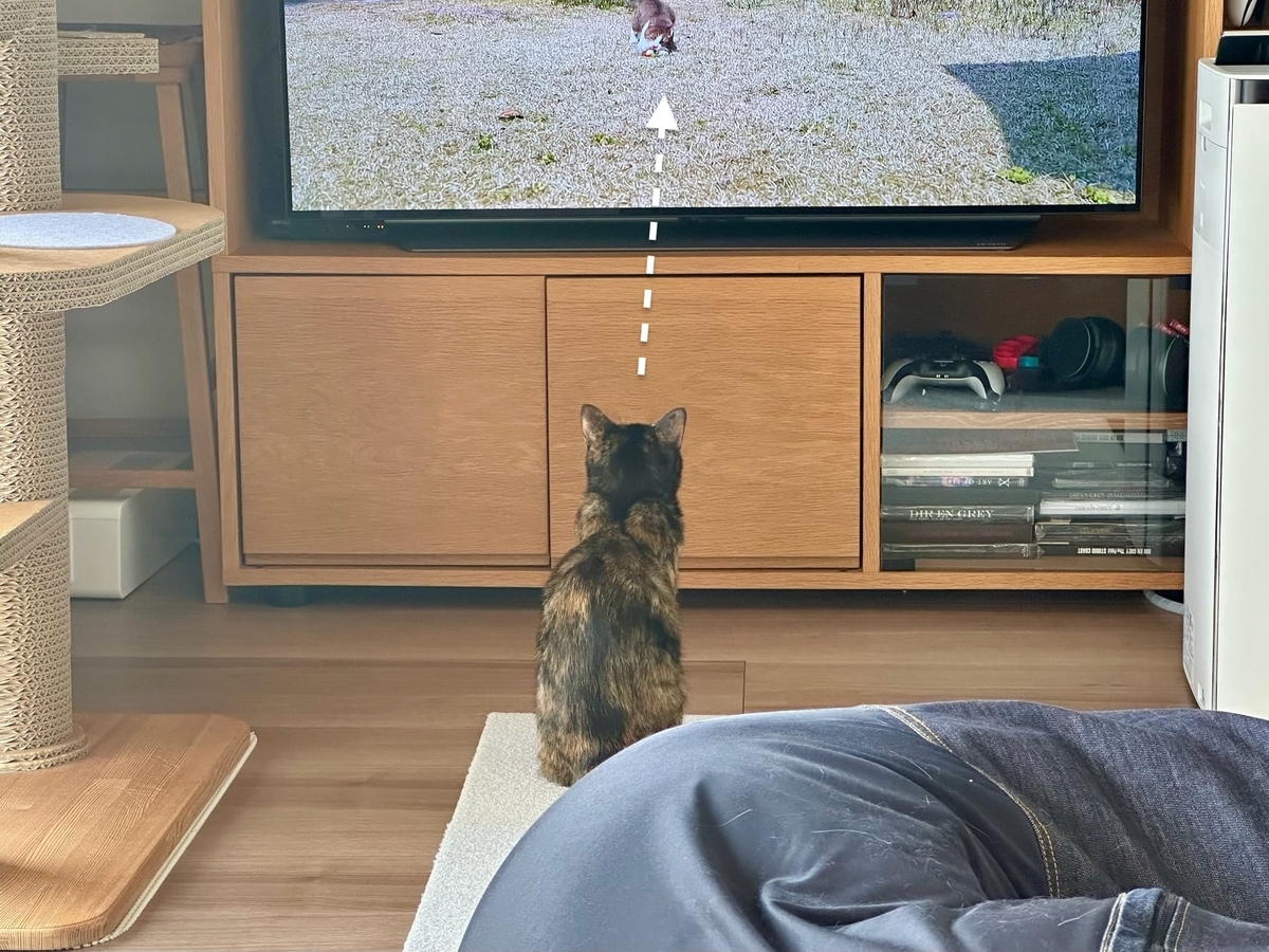 テレビっ子もなちゃん