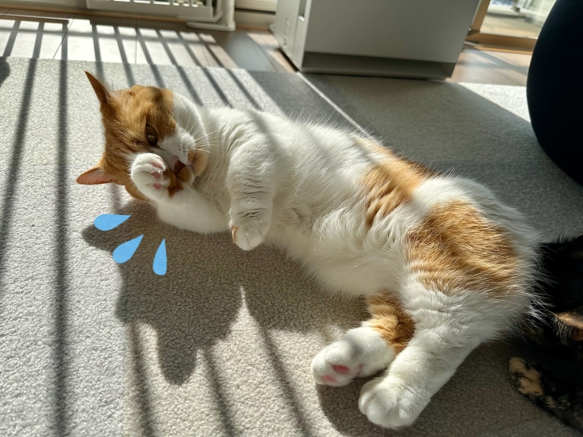 るるちゃんの毛繕いタイム4