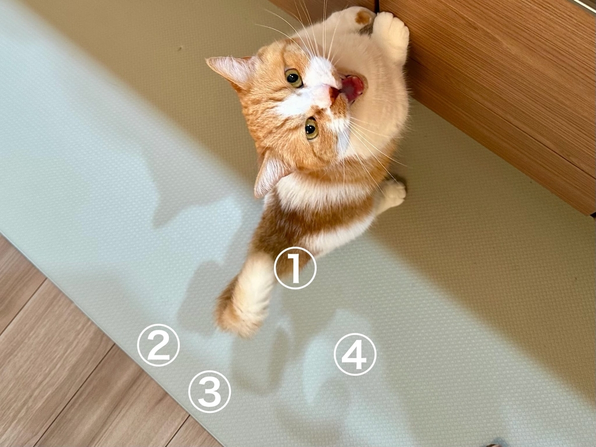 猫又？るるちゃん