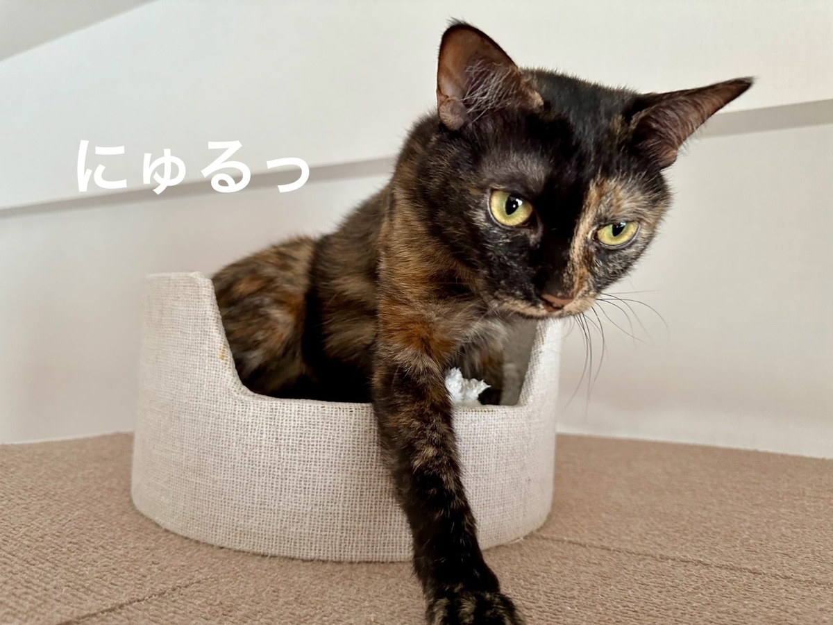 カップにINするもなちゃん3