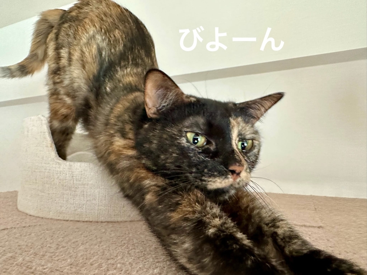 のびのびもなちゃん