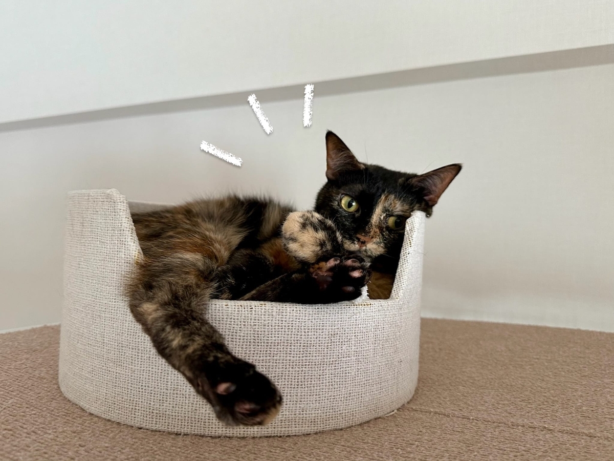 カップにINするもなちゃん1