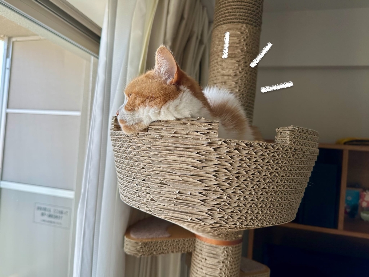 キャットタワーのるるちゃん1