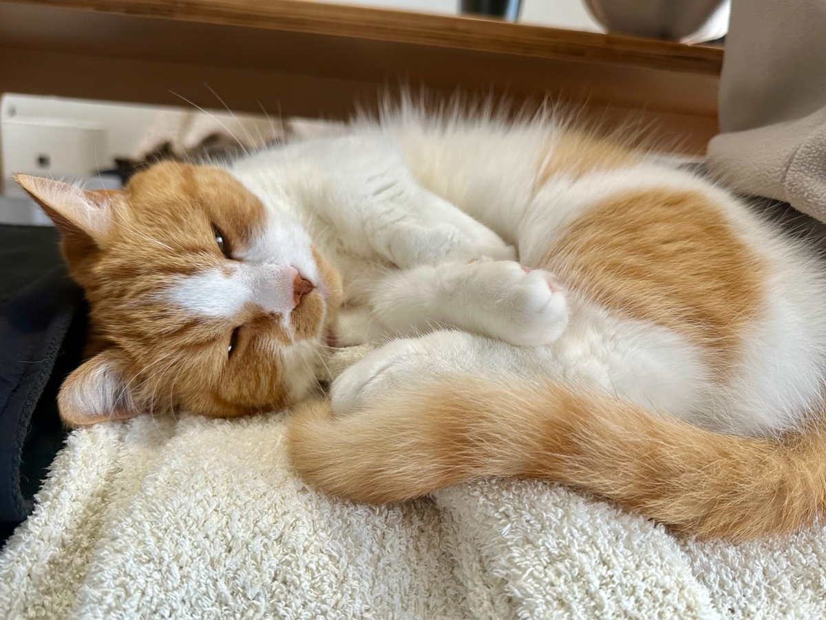 お昼寝るるちゃん