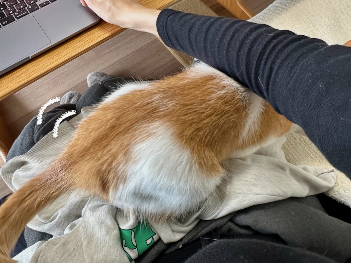 ふみふみるるちゃん5