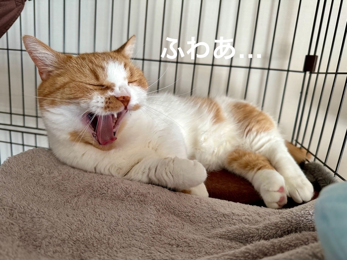 お昼寝るるちゃん3