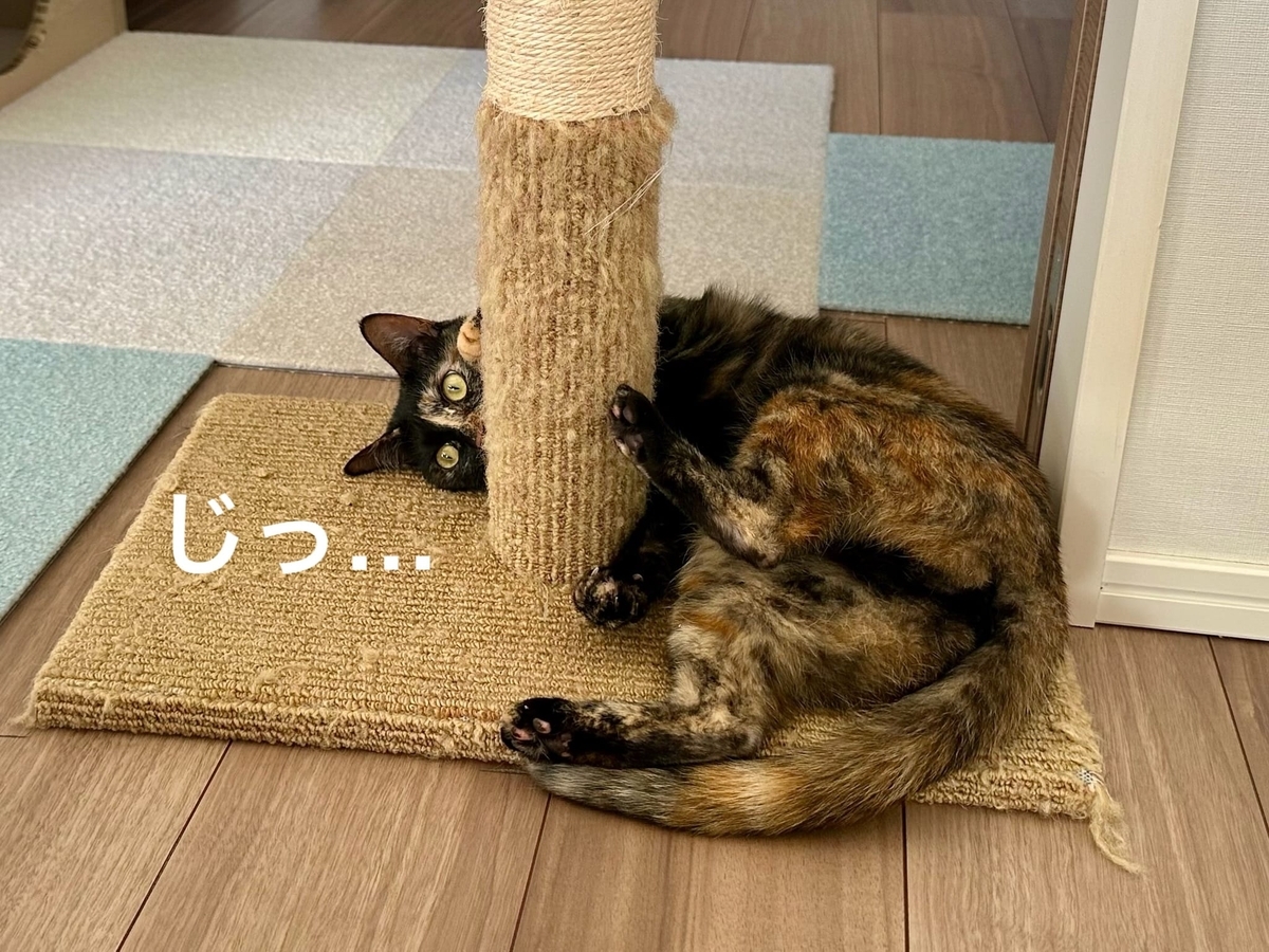 おもちゃタイムのもなちゃん4