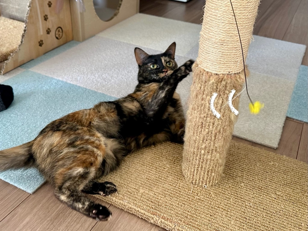 おもちゃタイムのもなちゃん1