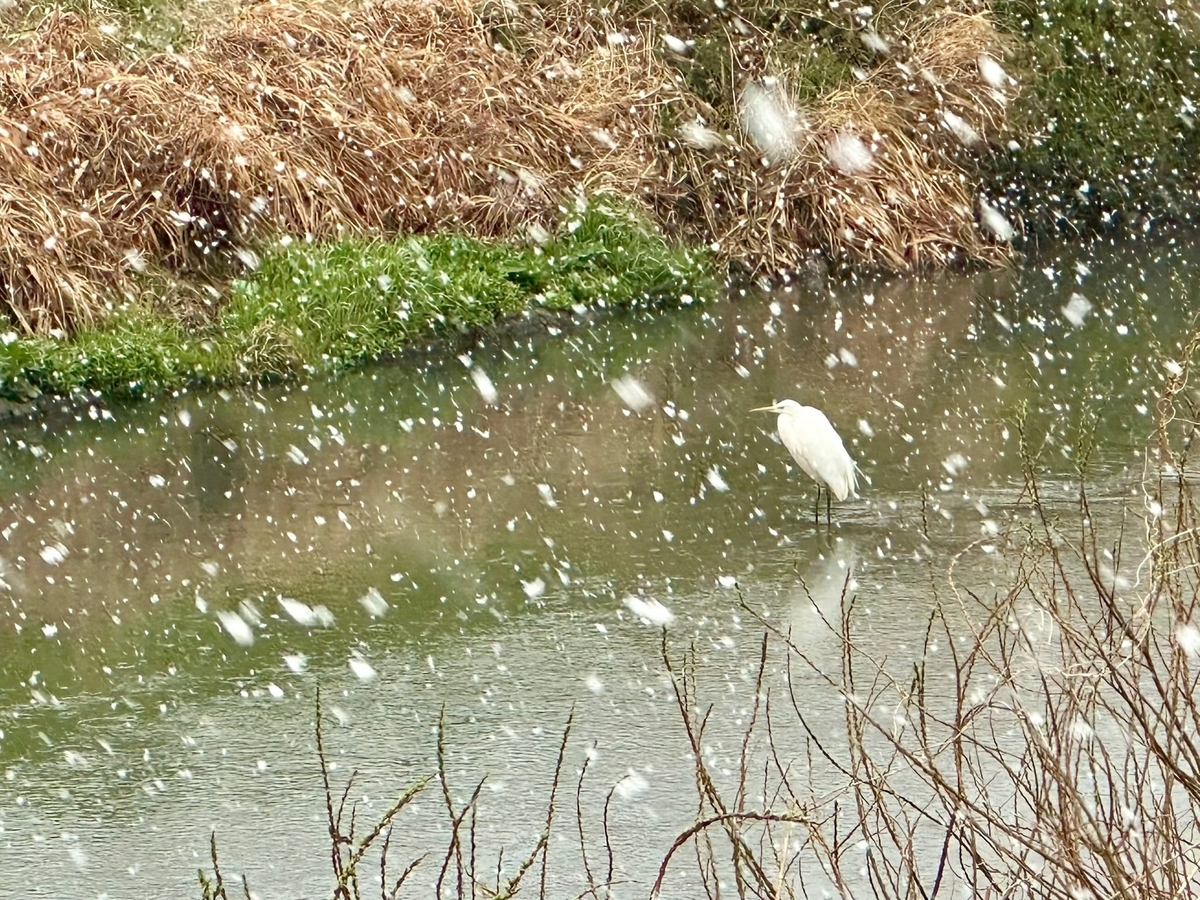 雪の中のサギ