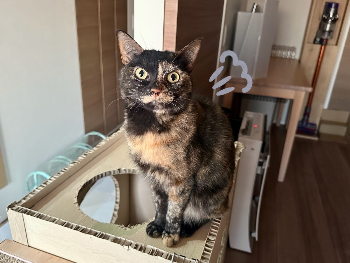 ドヤ顔もなちゃん