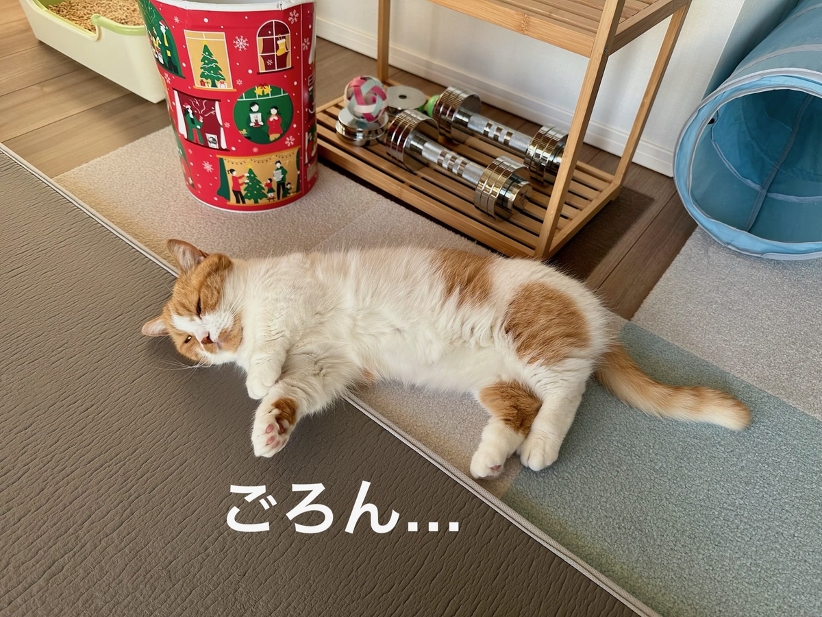 マットの上で転がるるるちゃん1