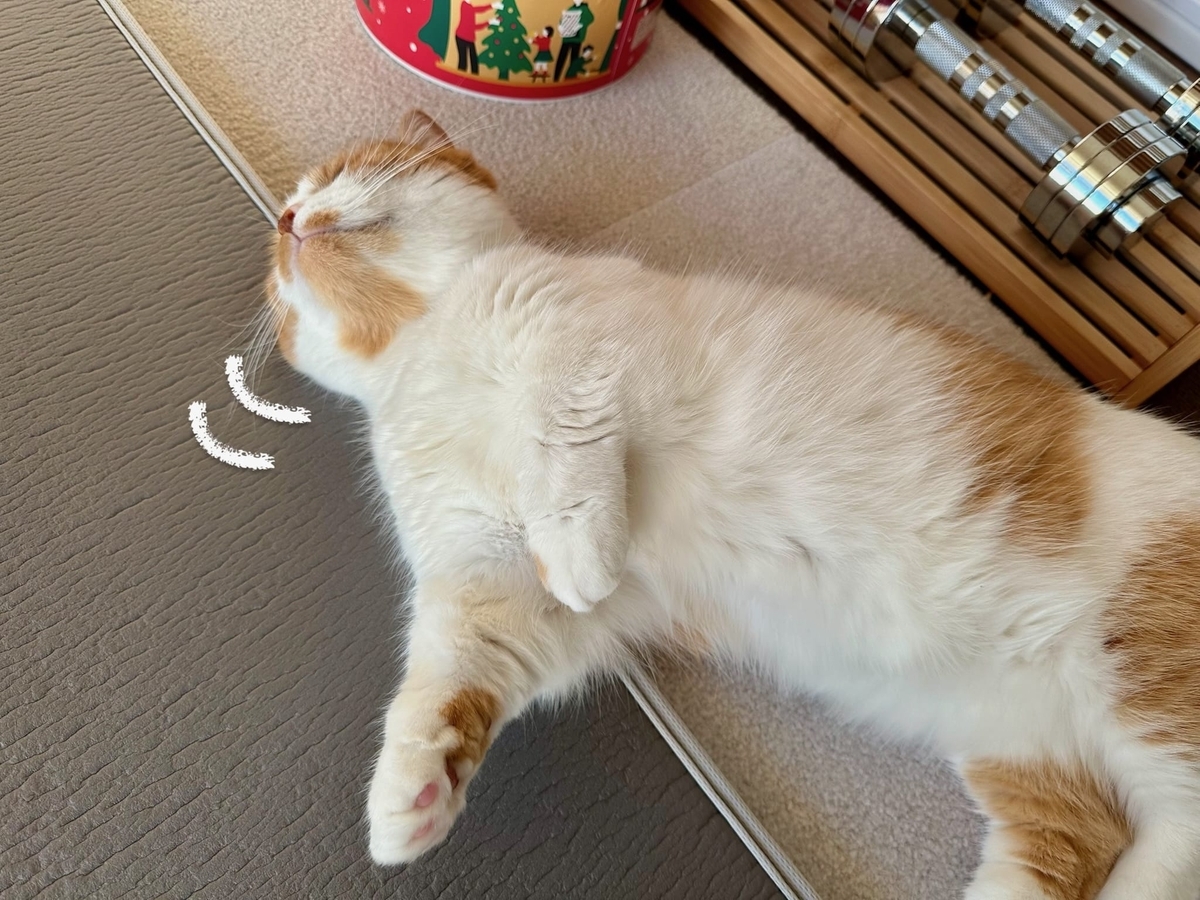 マットの上で転がるるるちゃん3
