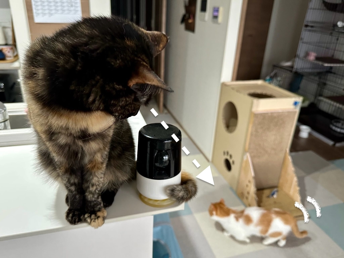 ペットカメラともなちゃん3