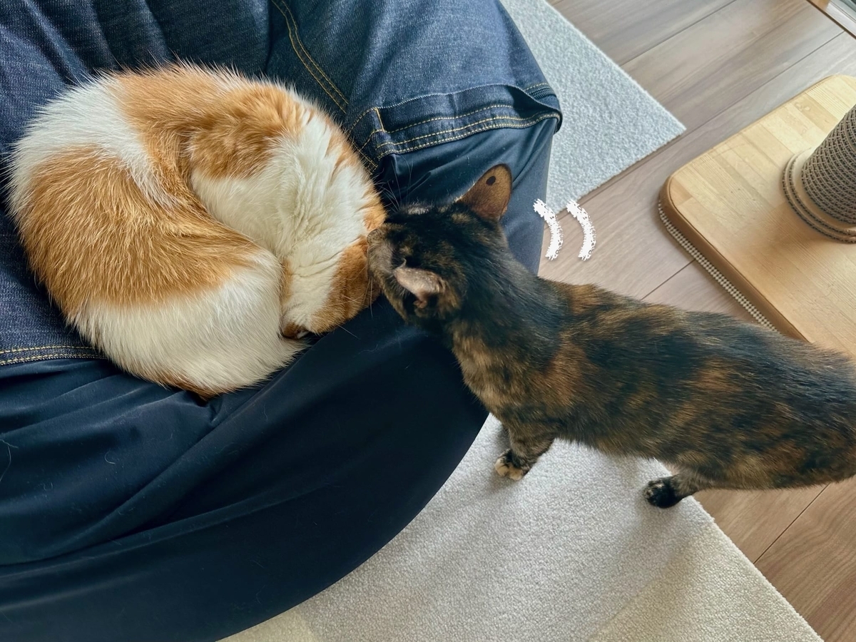 グルーミングしてあげるもなちゃん