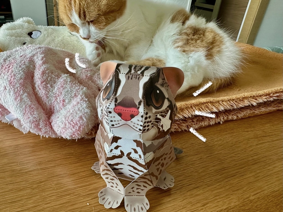 ツシマヤマネコとるるちゃん