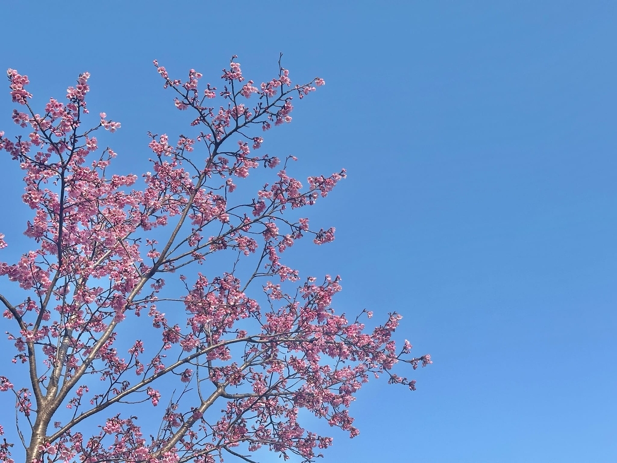 満開の桜