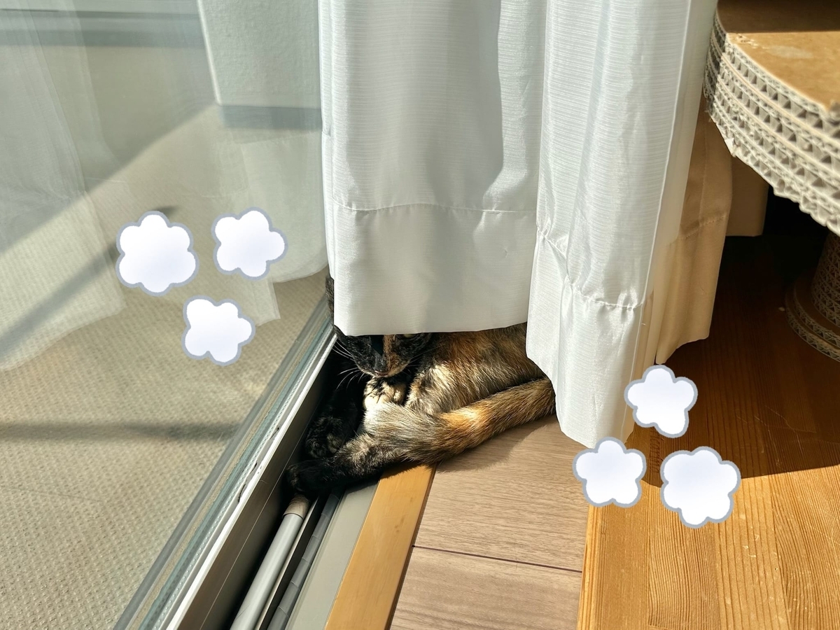 日向ぼっこ中のもなちゃん1