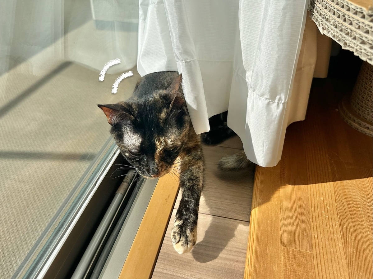 日向ぼっこ中のもなちゃん2