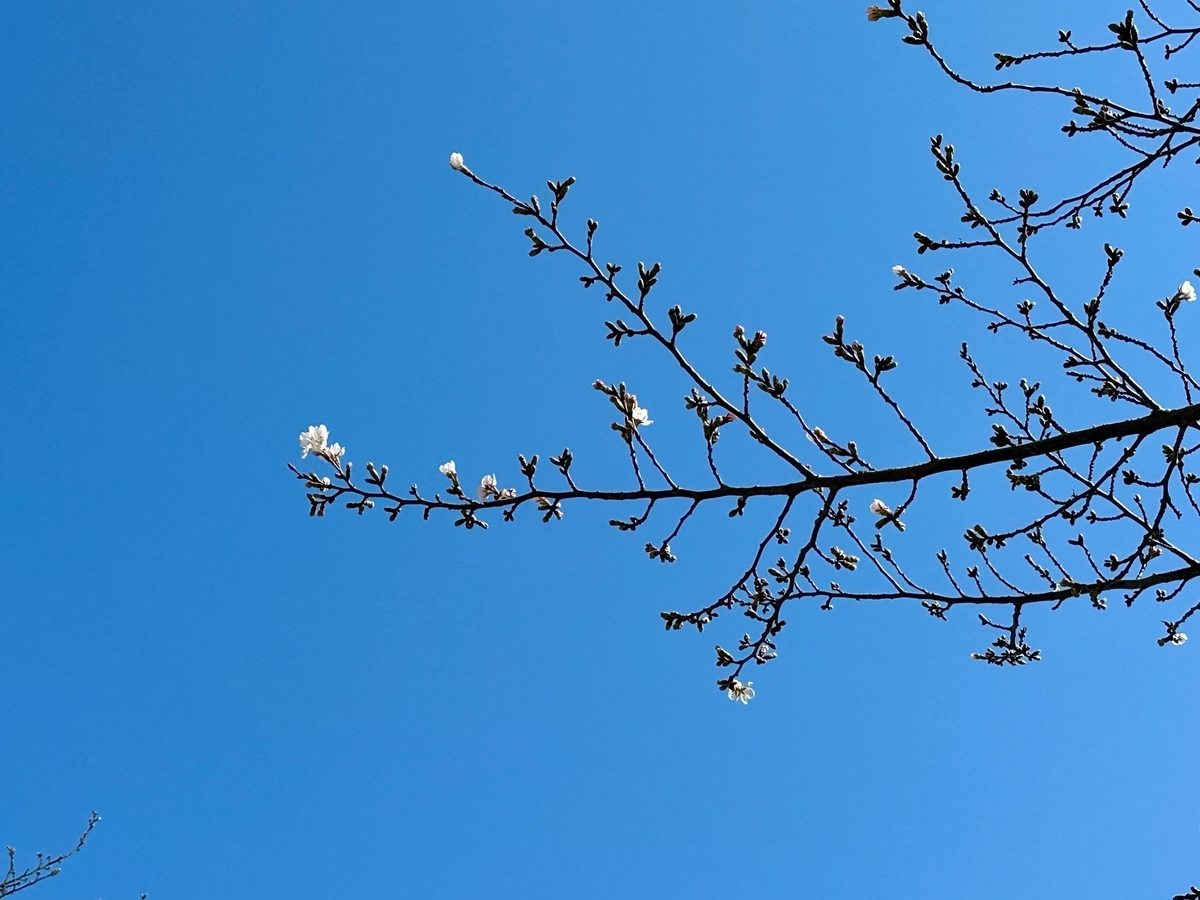咲き始めのソメイヨシノ