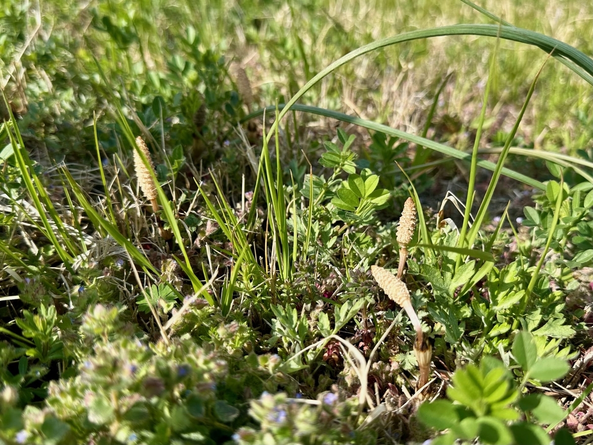 つくし