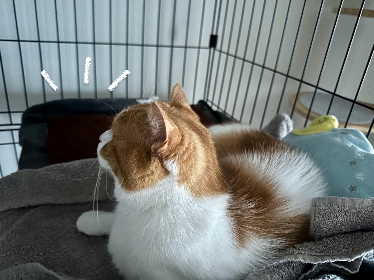 ケージのるるもな2