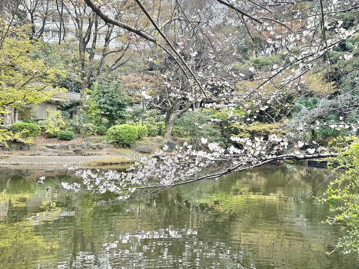 ニューオータニ付近の桜2