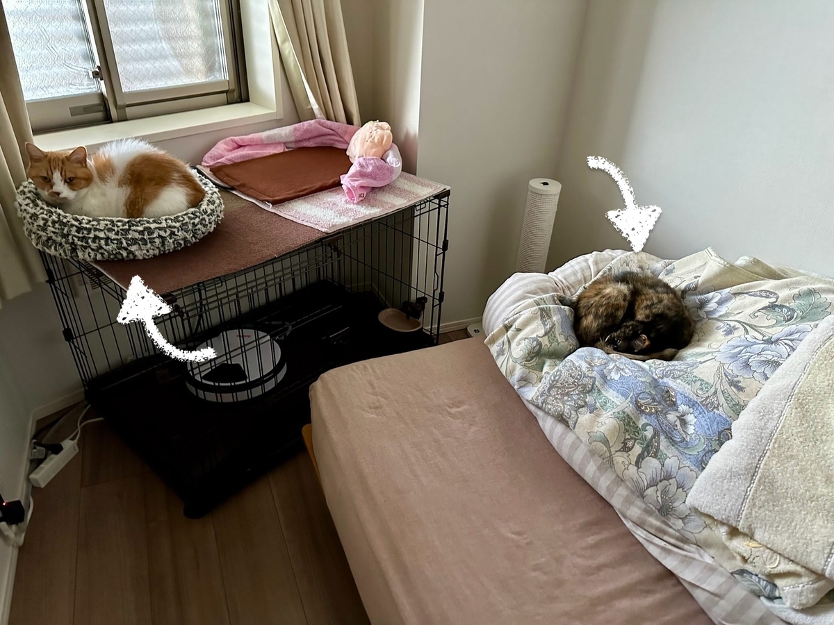 寝室でお昼寝中のるるもな1