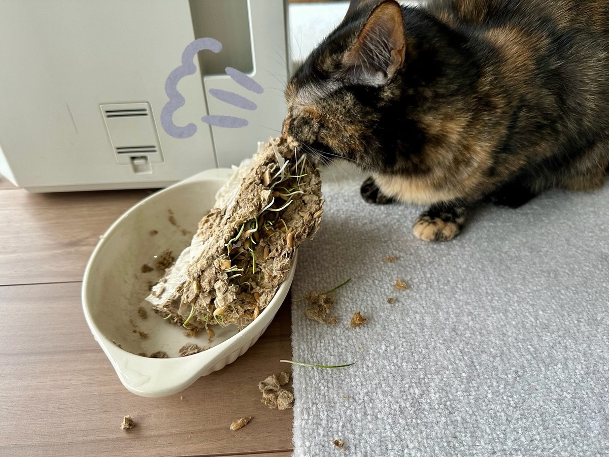 猫草ともなちゃんの攻防3