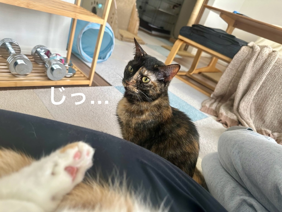 仲間に入りたいもなちゃん1