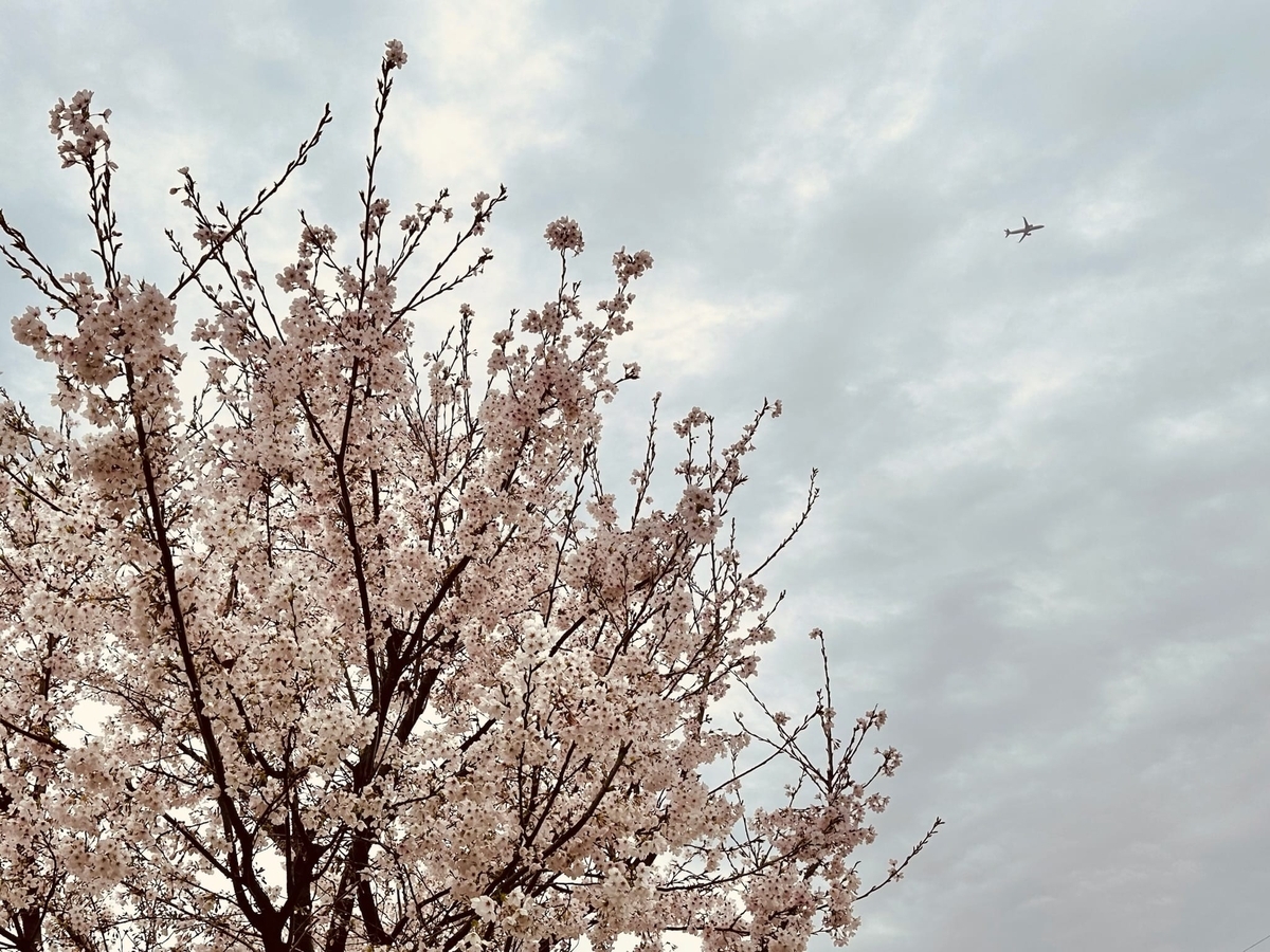 桜と飛行機
