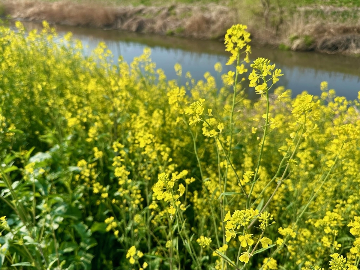 河原の菜の花