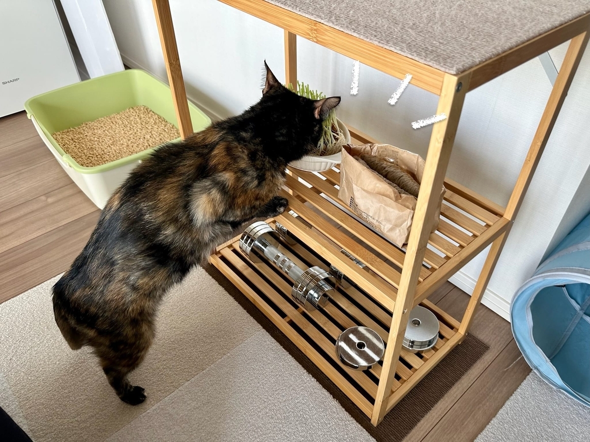 豆苗と猫草ともなちゃん1