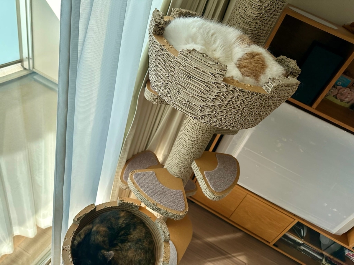 キャットタワーのるるもな1