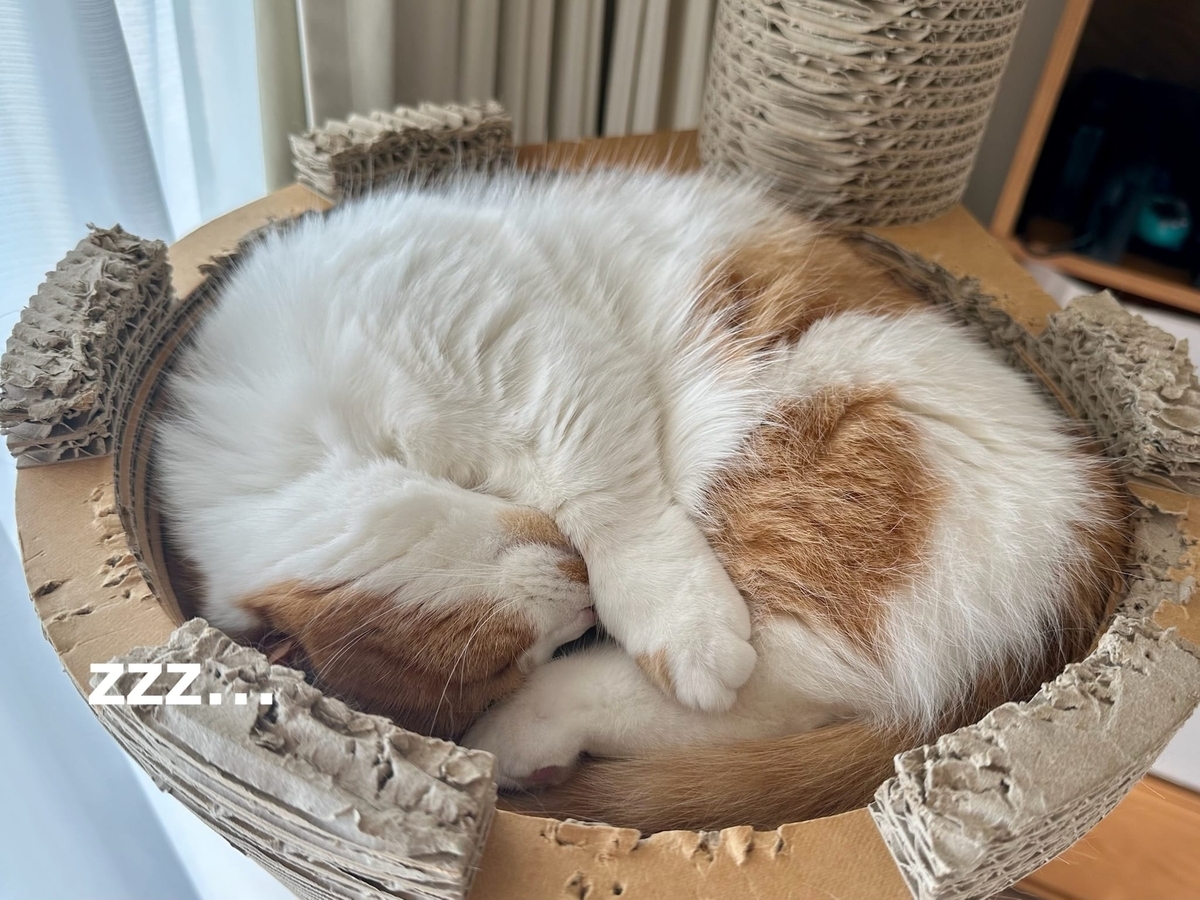 キャットタワーのるるもな2
