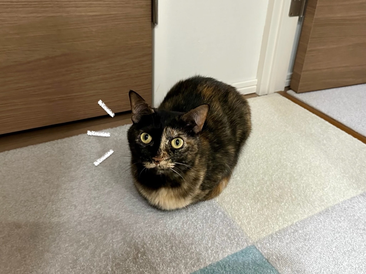 出待ちもなちゃん2