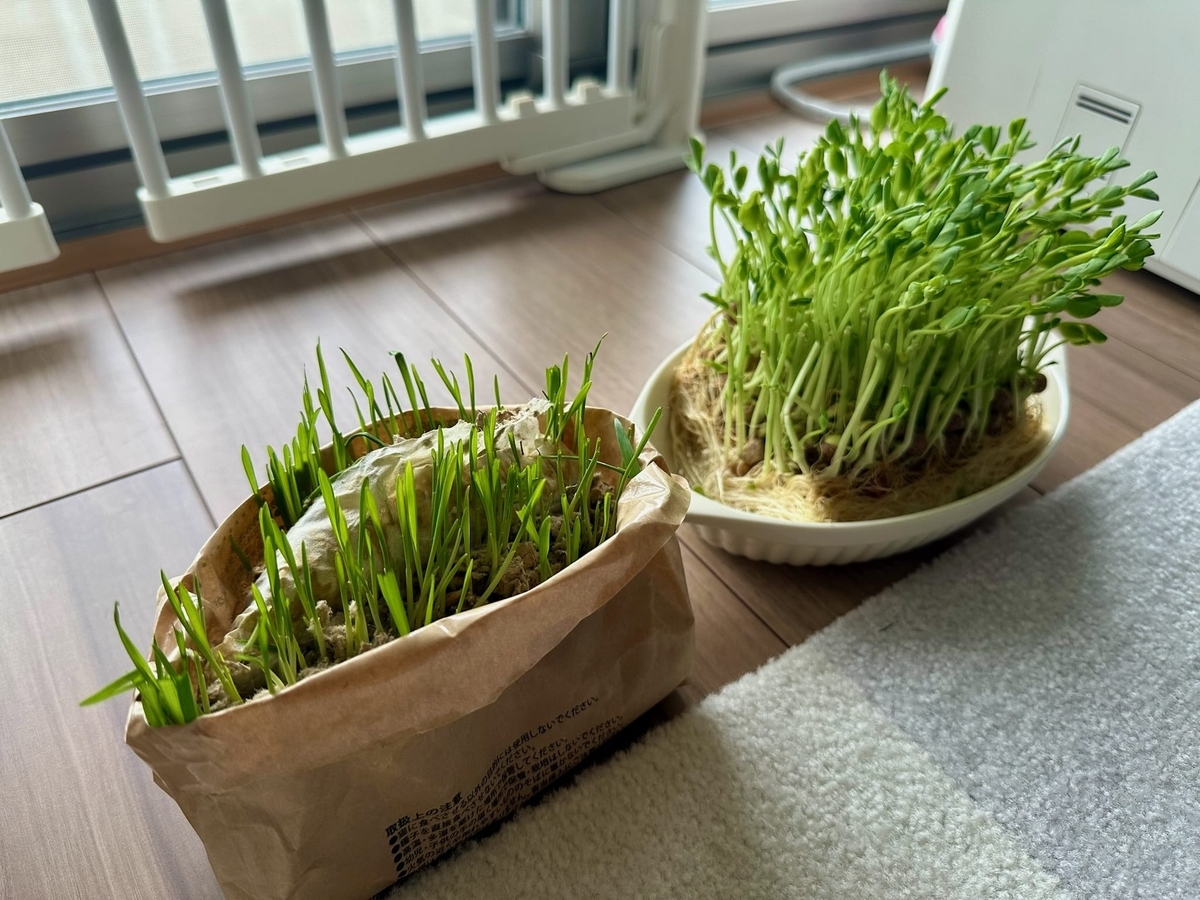 猫草と豆苗