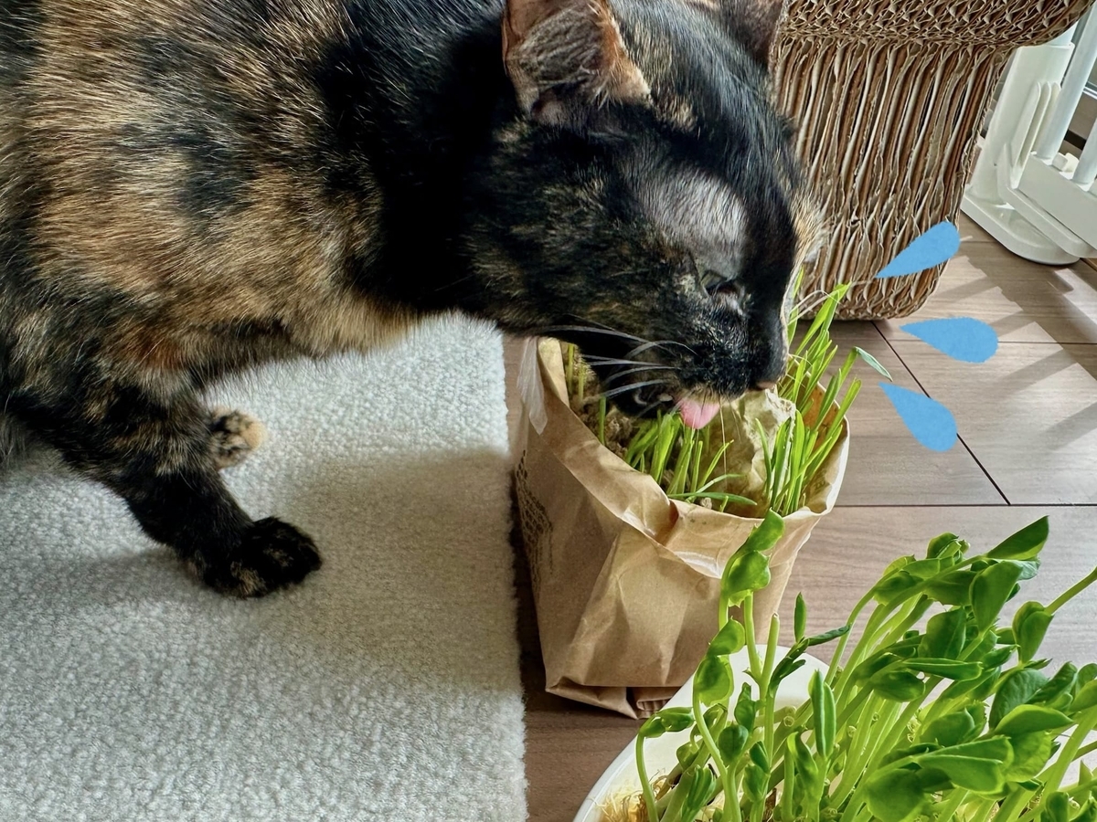 猫草ともなちゃん2