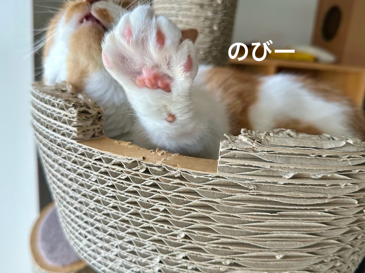 キャットタワーのるるもな4