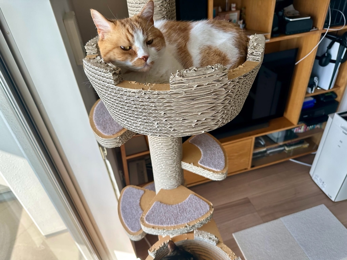 キャットタワーのるるもな1