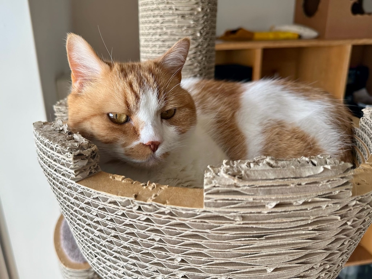 キャットタワーのるるもな3