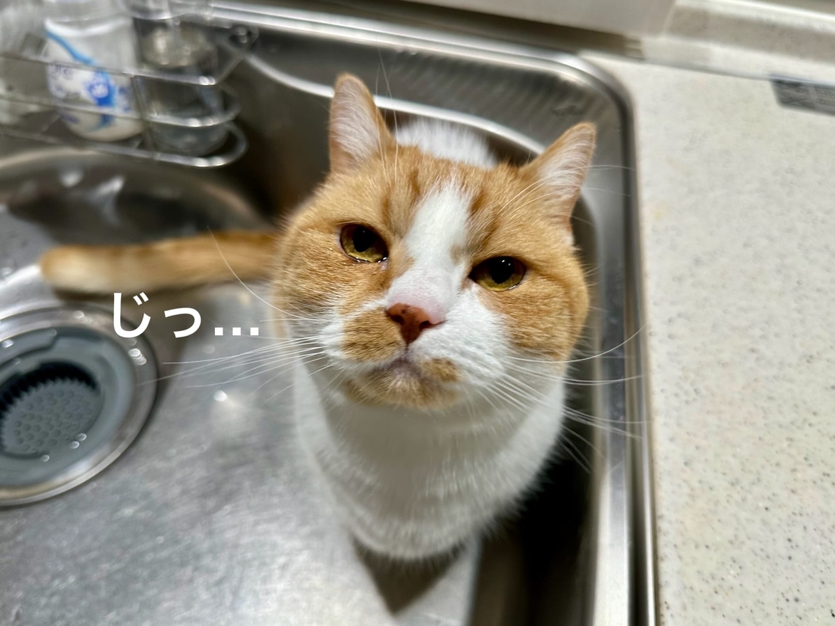 涙目るるちゃん1