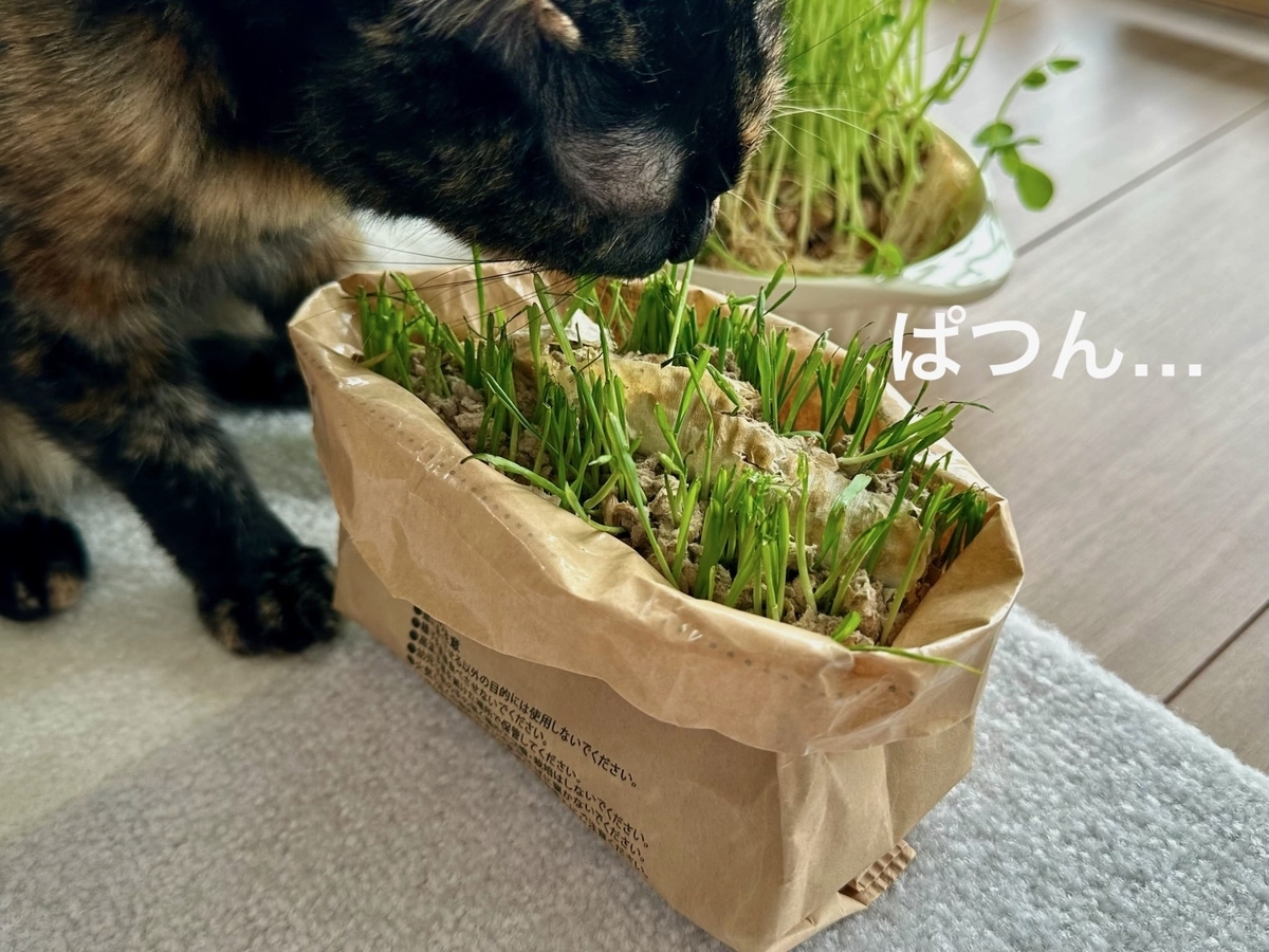猫草ともなちゃん1