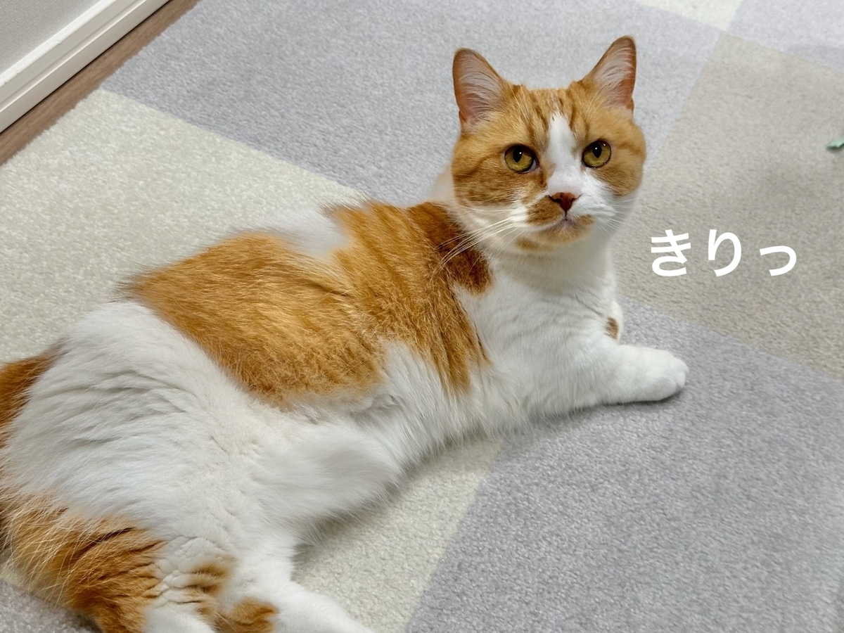 猫風邪治療中のるるちゃん1