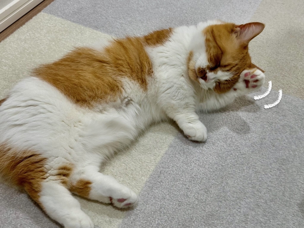 猫風邪治療中のるるちゃん2