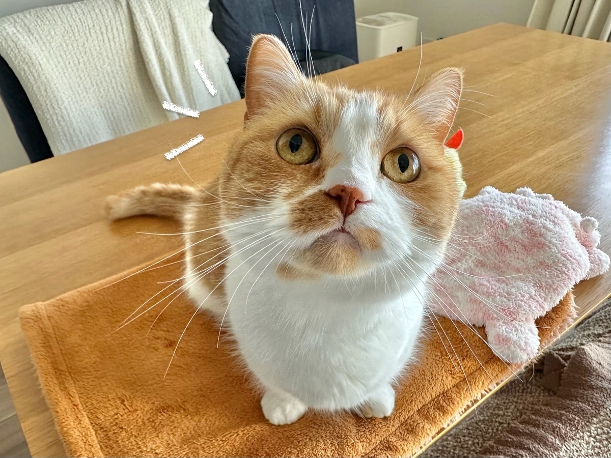 猫風邪治療中のるるちゃん3