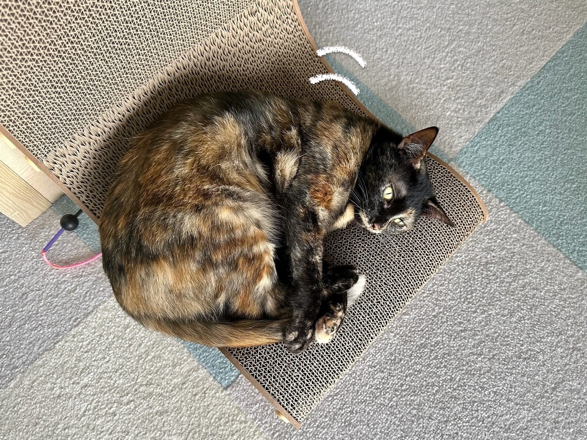 爪とぎでくつろぐもなちゃん2