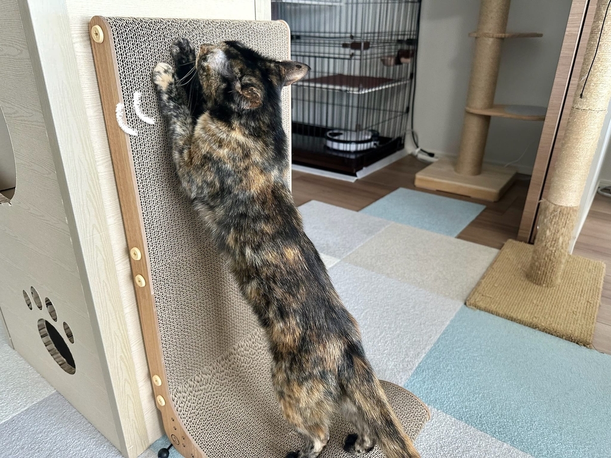 爪とぎもなちゃん