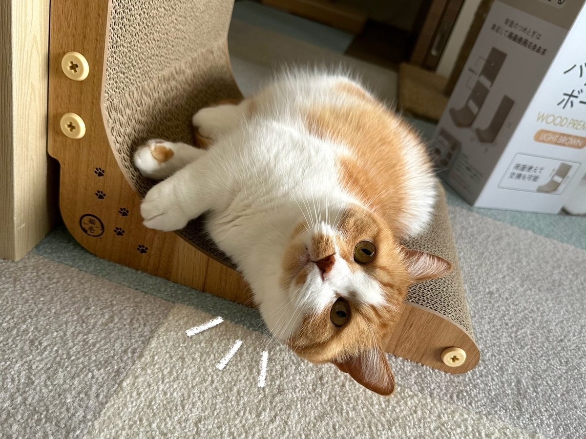 爪とぎでくつろぐるるちゃん