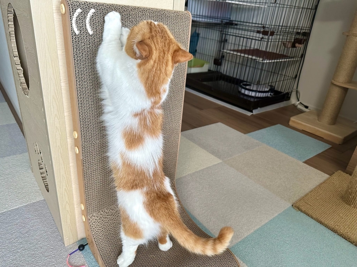 爪とぎるるちゃん
