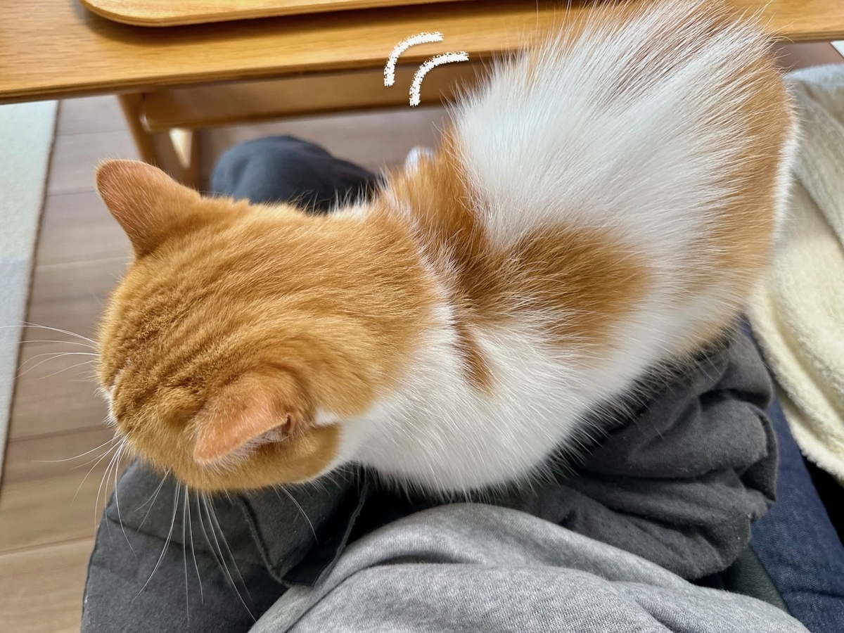 ふみふみるるちゃん1
